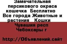 Замечательная персикового окраса кошечка. Бесплатно - Все города Животные и растения » Кошки   . Чувашия респ.,Чебоксары г.